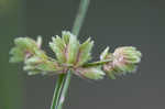 Tropical flatsedge